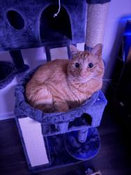 Lost Male Cat last seen Loudoun county Parkyway, Ashburn, VA 20148