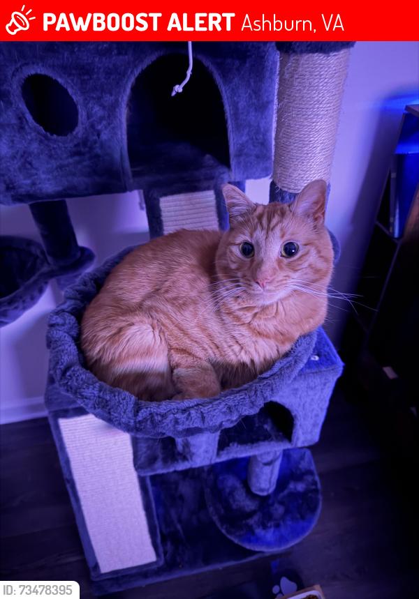 Lost Male Cat last seen Loudoun county Parkyway, Ashburn, VA 20148