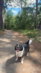 Reunited Male Dog last seen Near west Oakland Bus Stop, Oakland, CA 94608