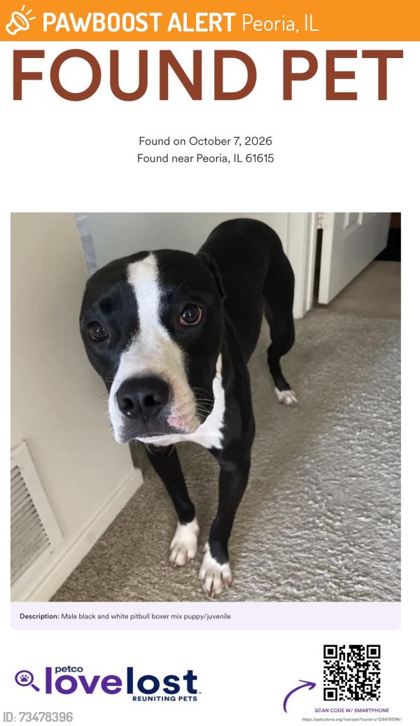 Found/Stray Male Dog last seen W Marigold Dr & N Dalea Ln, Peoria, IL 61615