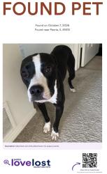 Found/Stray Male Dog last seen W Marigold Dr & N Dalea Ln, Peoria, IL 61615
