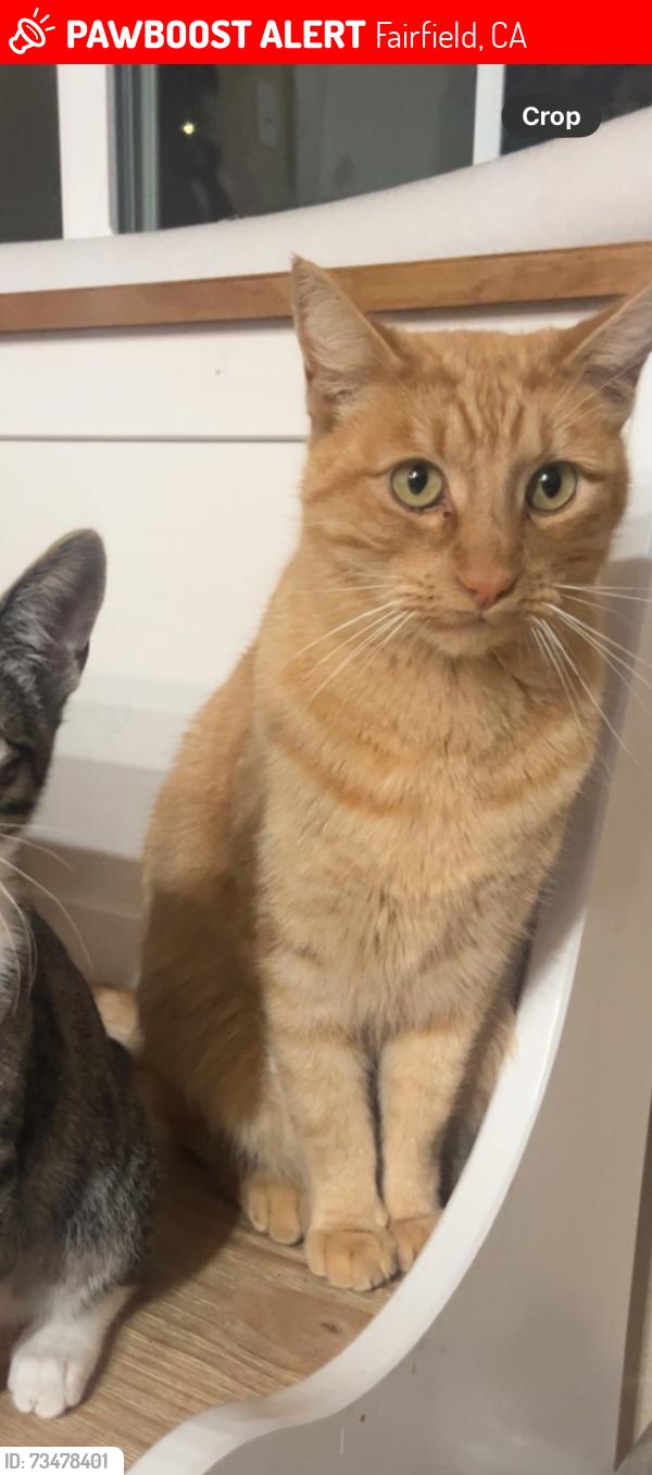 Lost Male Cat last seen Holiday lane and Barbour drive, Fairfield, CA 94534