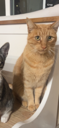 Lost Male Cat last seen Holiday lane and Barbour drive, Fairfield, CA 94534
