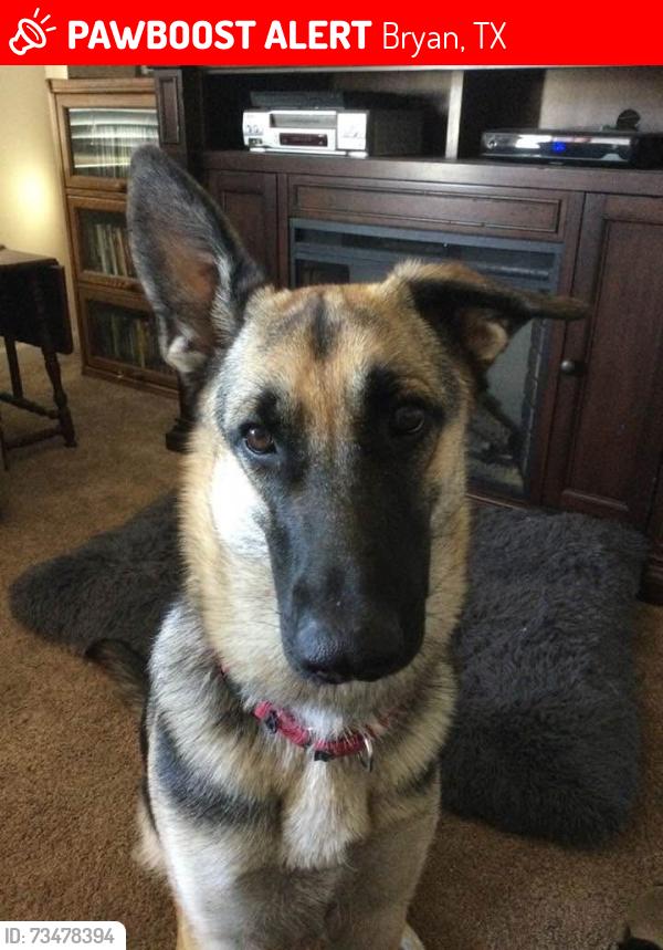 Lost Female Dog last seen Not sure, Bryan, TX 77803