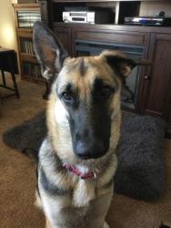 Lost Female Dog last seen Not sure, Bryan, TX 77803