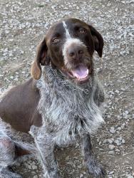 Lost Male Dog last seen Cullman County, Co Rd 447, Co Rd 438, Good Hope, Trimble, Crane Hill, Smith Lake, Cullman, AL 35057