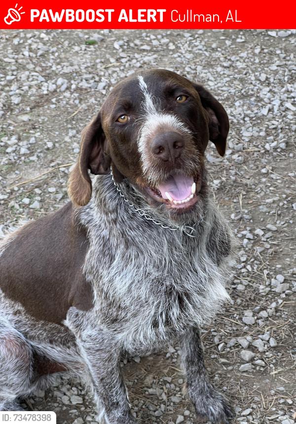 Lost Male Dog last seen Cullman County, Co Rd 447, Co Rd 438, Good Hope, Trimble, Crane Hill, Smith Lake, Cullman, AL 35057