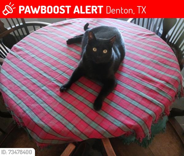 Lost Male Cat last seen Locust/Tanglewood, Denton, TX 76207
