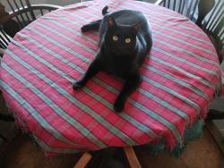 Lost Male Cat last seen Locust/Tanglewood, Denton, TX 76207