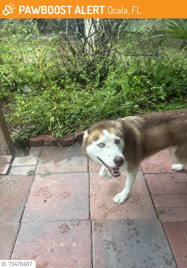 Found/Stray Female Dog last seen marion oaks manor, Ocala, FL 34473