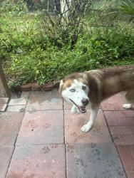 Found/Stray Female Dog last seen marion oaks manor, Ocala, FL 34473