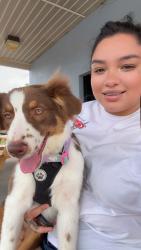 Lost Female Dog last seen Agusta rd, West Columbia, SC 29170
