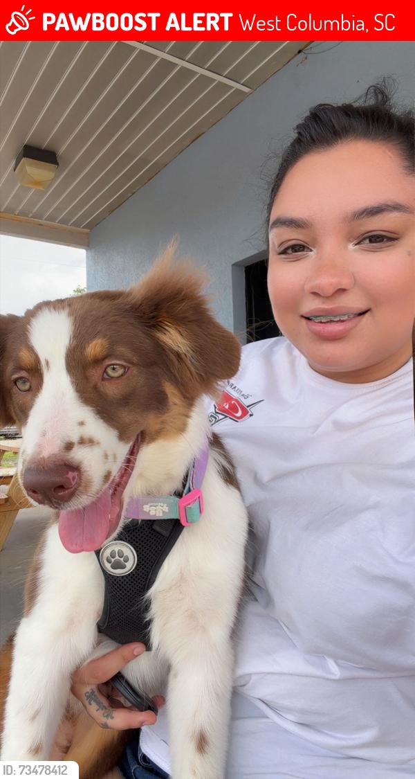 Lost Female Dog last seen Agusta rd, West Columbia, SC 29170