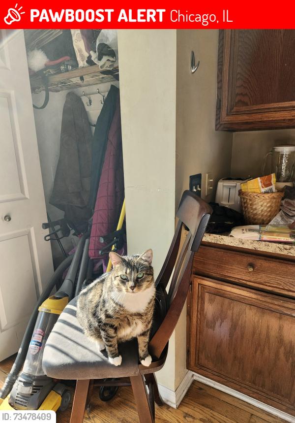 Lost Male Cat last seen Peterson and Harrington Ln, Chicago, IL 60646