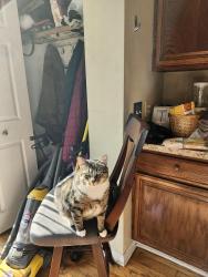 Lost Male Cat last seen Peterson and Harrington Ln, Chicago, IL 60646