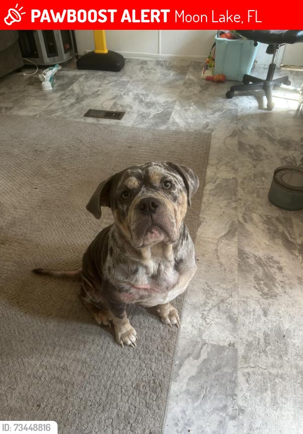 Lost Male Dog last seen Catalona and lake dr, Moon Lake, FL 34654