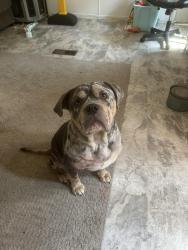Lost Male Dog last seen Catalona and lake dr, Moon Lake, FL 34654