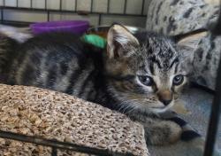 Shelter Stray Unknown Cat last seen , 22415 Groesbeck Hwy, Warren, MI 48089, USA