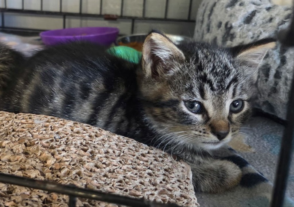 Shelter Stray Unknown Cat last seen , 22415 Groesbeck Hwy, Warren, MI 48089, USA