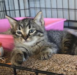 Shelter Stray Unknown Cat last seen , 22415 Groesbeck Hwy, Warren, MI 48089, USA