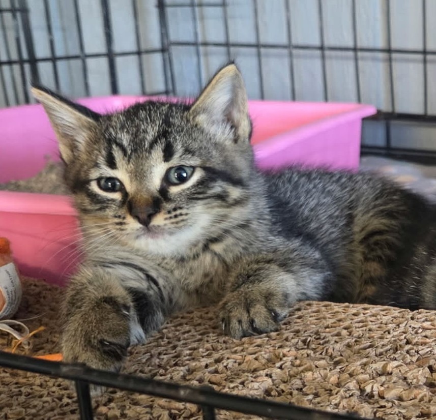 Shelter Stray Unknown Cat last seen , 22415 Groesbeck Hwy, Warren, MI 48089, USA