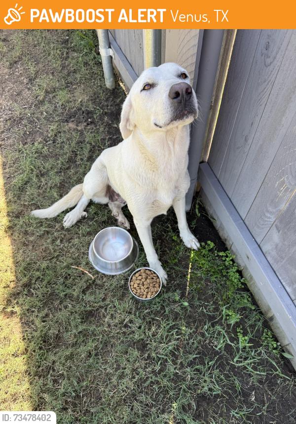 Found/Stray Female Dog last seen In the Good Land neighborhood, Venus, TX 76084