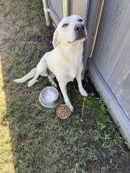 Found/Stray Female Dog last seen In the Good Land neighborhood, Venus, TX 76084