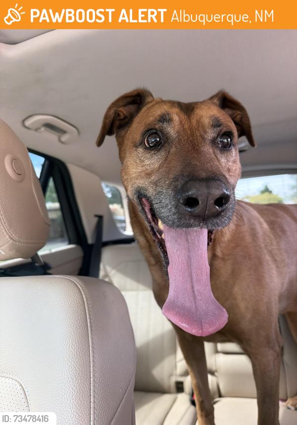 Found/Stray Male Dog last seen Santa Ana and wagon train, Albuquerque, NM 87123