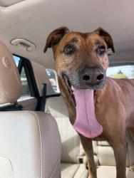 Found/Stray Male Dog last seen Santa Ana and wagon train, Albuquerque, NM 87123