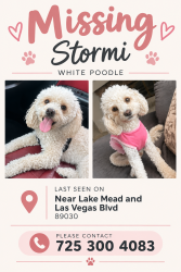 Lost Female Dog last seen Near lake Mead and las Vegas Blvd, North Las Vegas, NV 89030
