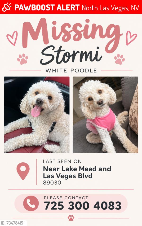 Lost Female Dog last seen Near lake Mead and las Vegas Blvd, North Las Vegas, NV 89030