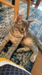 Reunited Male Cat last seen Whitehaven Crescent NE and Whitehorn Drive NE next to Mcknight, Calgary, AB T1Y 6C7