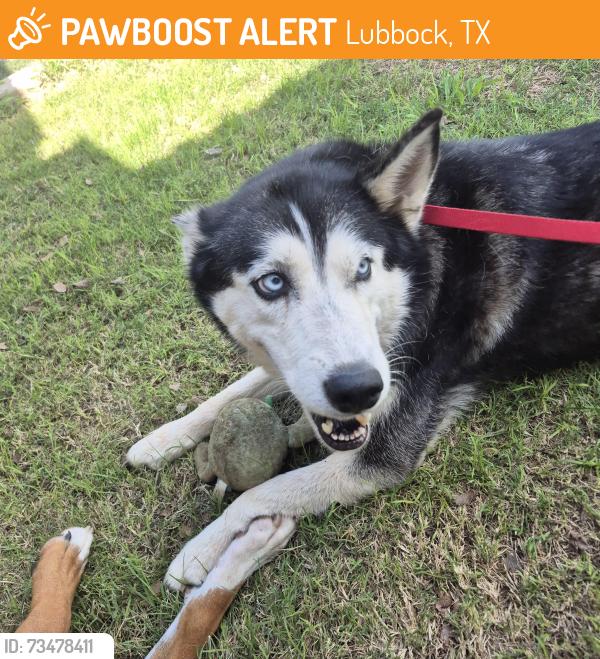 Found/Stray Female Dog last seen Erskine and North County Road 1460, Lubbock, TX 79416