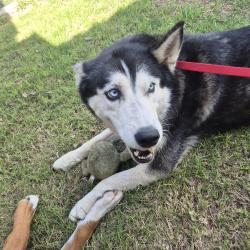 Found/Stray Female Dog last seen Erskine and North County Road 1460, Lubbock, TX 79416