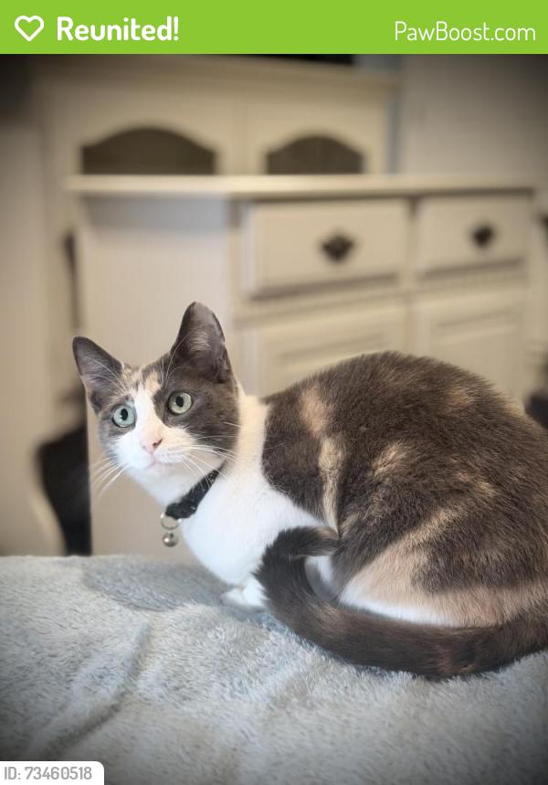 Reunited Female Cat last seen Wentworth St./Field St., Shalersville Township, OH 44241