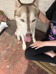 Found/Stray Female Dog last seen Quaker, Lubbock, TX 79413