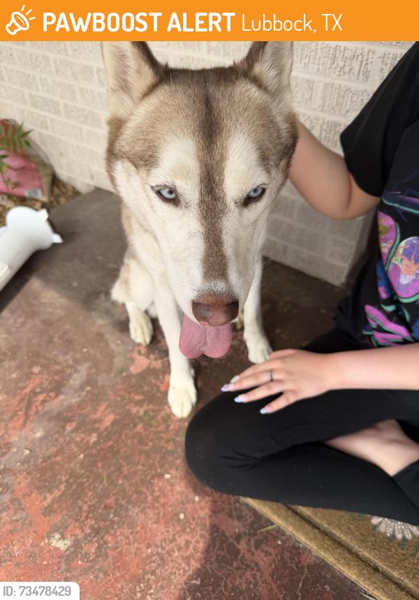 Found/Stray Female Dog last seen Quaker, Lubbock, TX 79413