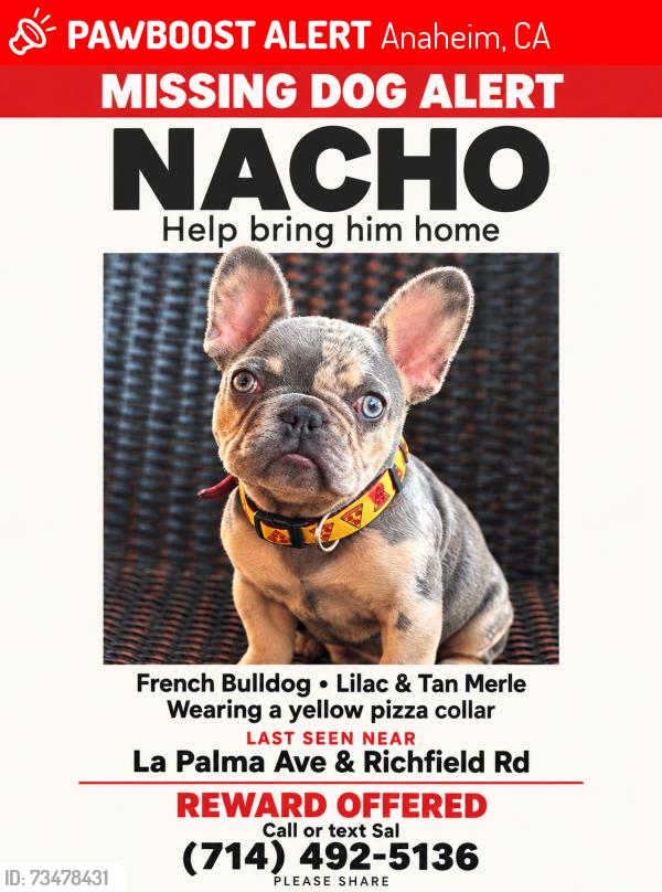 Lost Male Dog last seen La Palma and Ridgefield, Anaheim, CA 92811
