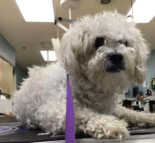 Shelter Stray Male Dog last seen Near BLOCK LOCUST RD, RIVERSIDE CA, 92501, 6851 Van Buren Boulevard, Jurupa Valley, CA 92509, USA
