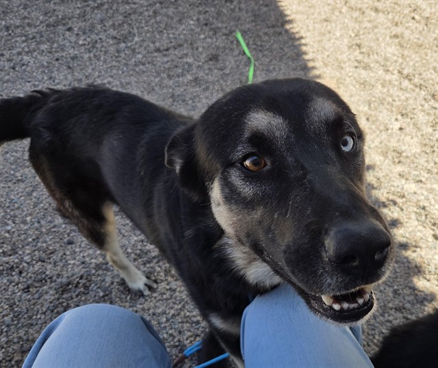 Shelter Stray Male Dog last seen W GARFIELD T AND N 33RD AVE, 1920 S Lewis, Mesa, AZ 85210, USA