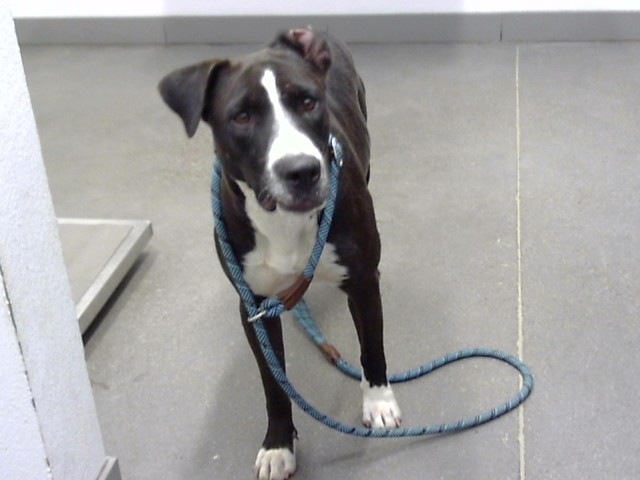 Shelter Stray Female Dog last seen 19TH AVE AND DOBBINS RD, 1920 S Lewis, Mesa, AZ 85210, USA