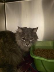 Shelter Stray Female Cat last seen Near BLOCK W WILDROSE DR, 4522 W 3500 S, West Valley City, UT 84120, USA