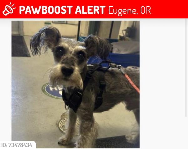 Lost Male Dog last seen Cross Polk, Eugene, OR 97402