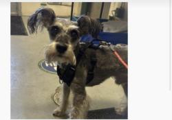 Lost Male Dog last seen Cross Polk, Eugene, OR 97402