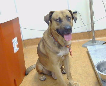 Shelter Stray Male Dog last seen WALTER AVE/STOCKTON BLVD,95828, 3839 Bradshaw Rd, Sacramento, CA 95827, USA