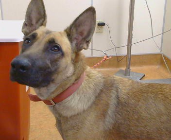 Shelter Stray Female Dog last seen WALTER AVE/STOCKTON BLVD,95828, 3839 Bradshaw Rd, Sacramento, CA 95827, USA