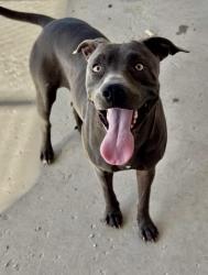 Shelter Stray Female Dog last seen Near BLOCK DECATUR ST, BAKERSFIELD CA 93308, 3951 Fruitvale Ave, Bakersfield, CA 93308, USA