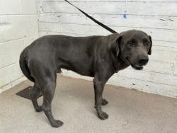 Shelter Stray Male Dog last seen WATERMAN AND 21 ST, 333 Chandler Pl, San Bernardino, CA 92408, USA