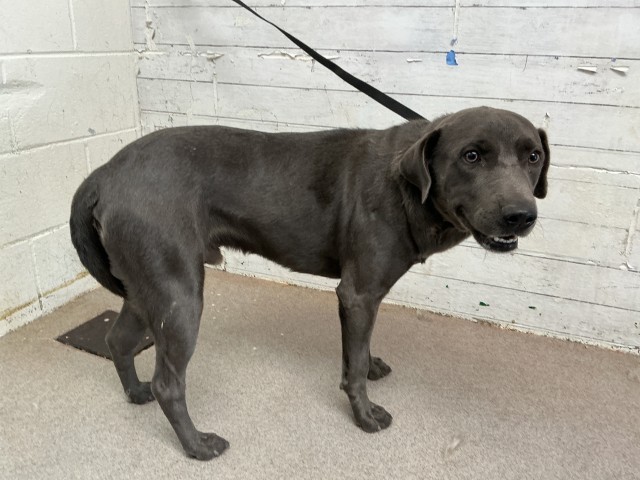 Shelter Stray Male Dog last seen WATERMAN AND 21 ST, 333 Chandler Pl, San Bernardino, CA 92408, USA
