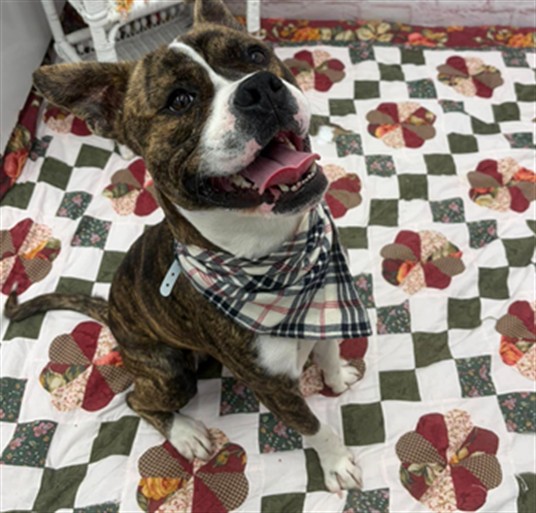 Shelter Stray Male Dog last seen Near BLOCK MEYERS, DETROIT, MI 48227, 1431 E Ferry St, Detroit, MI 48211, USA